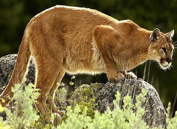 [mountain-lion_Full[1].jpg]